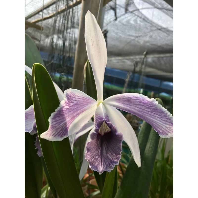 Laelia purpurata var. werkhauseri Striata