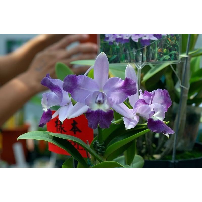 Laeliocattleya Cariads Mini Quinee Angel Kiss