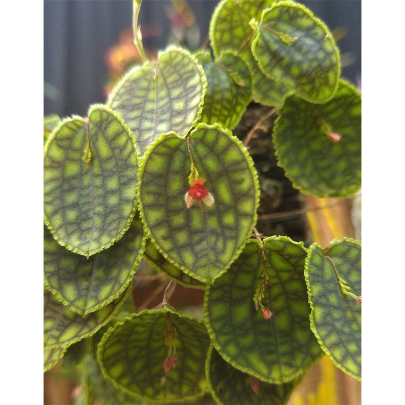 Lepanthes carlodidyction|5.5 cm|Nee|Ja