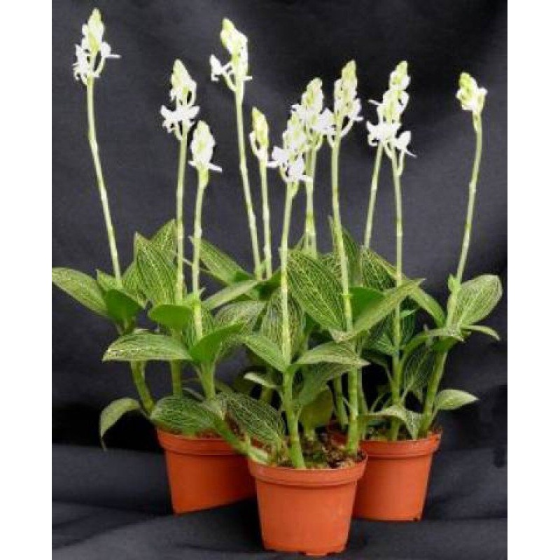 Ludisia discolor var. alba|5.5 cm|Nee|Ja