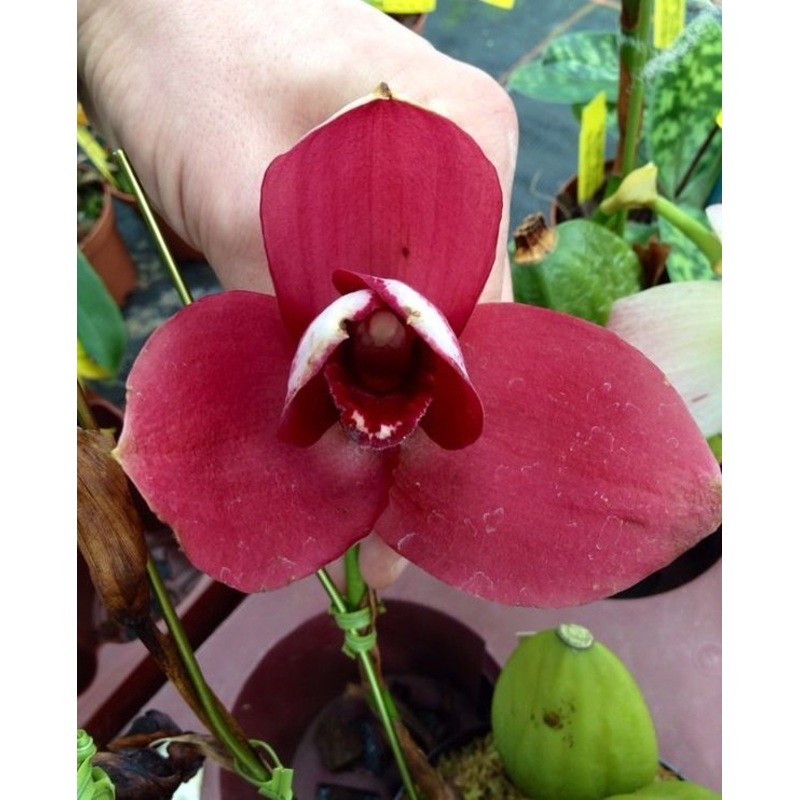Lycaste Chita Sunset x (Lycaste Capicorn ”Vulcan” x Angulocaste Paul Gripp)
