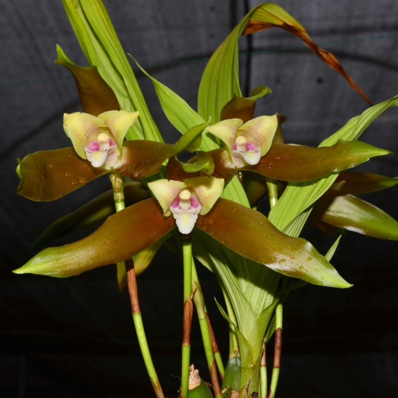 Lycaste schilleriana pincelada