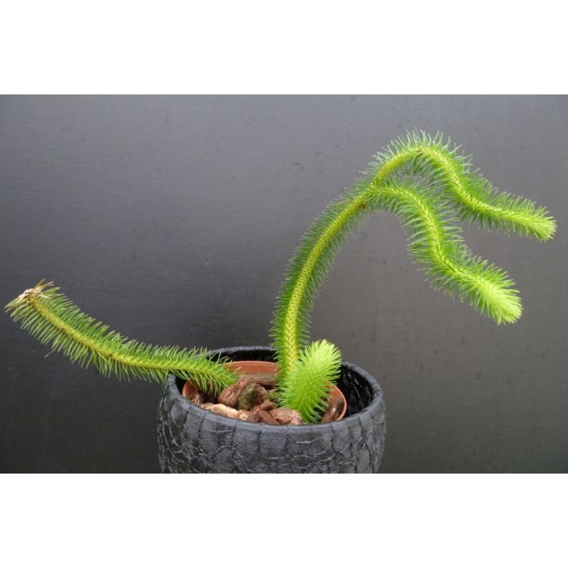 Lycopodium squarrosum|10 cm