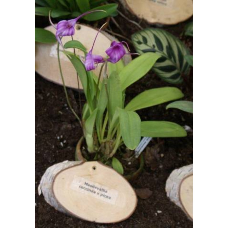 Masdevallia coccinea x picea|6 cm|Nee|Ja