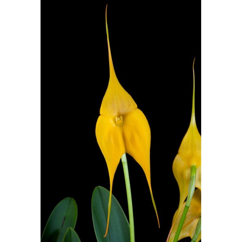 Masdevallia Highland Yellowhing