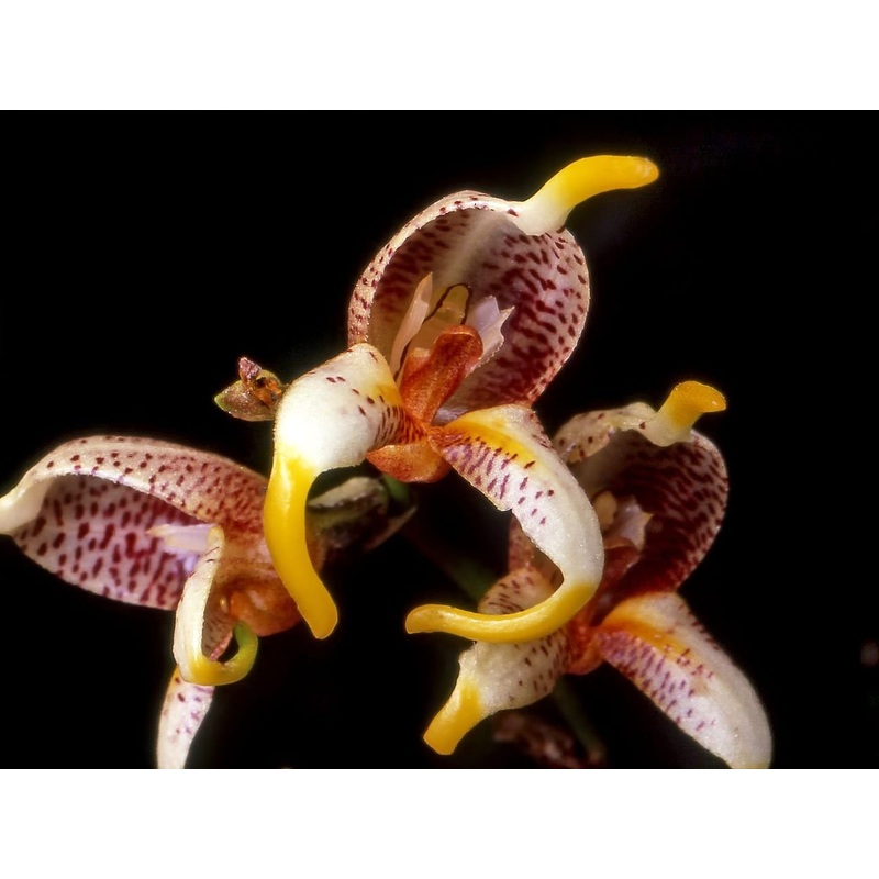 Masdevallia pachyura|6 cm|Nee|Ja