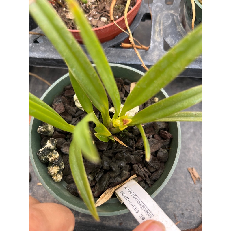Maxillaria crassifolia