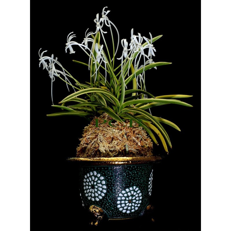 Neofinetia falcata Nishidemiyako ()