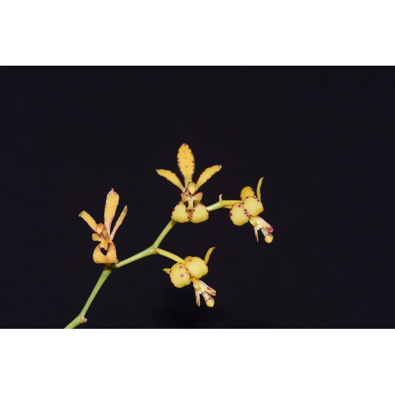 Oeoniella polystachys