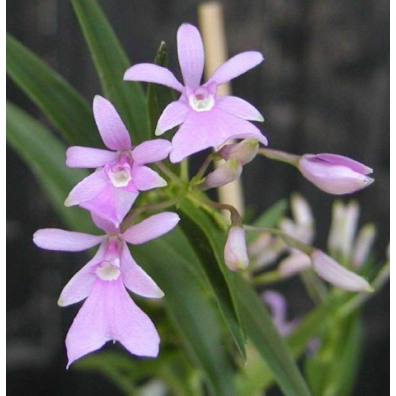 Oerstedella centradenia (Epidendrum centropetalum)