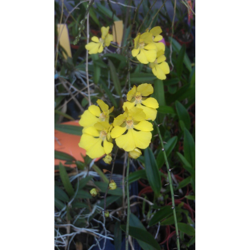 Oncidium onustum Big Plant|6 cm|Nee|Ja