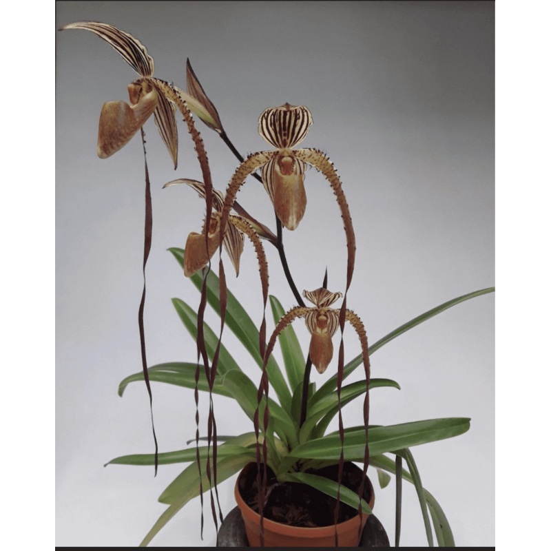 Paphiopedilum Bishop Francis Christian (Lady Isabele x Booth’s Sand Lady)