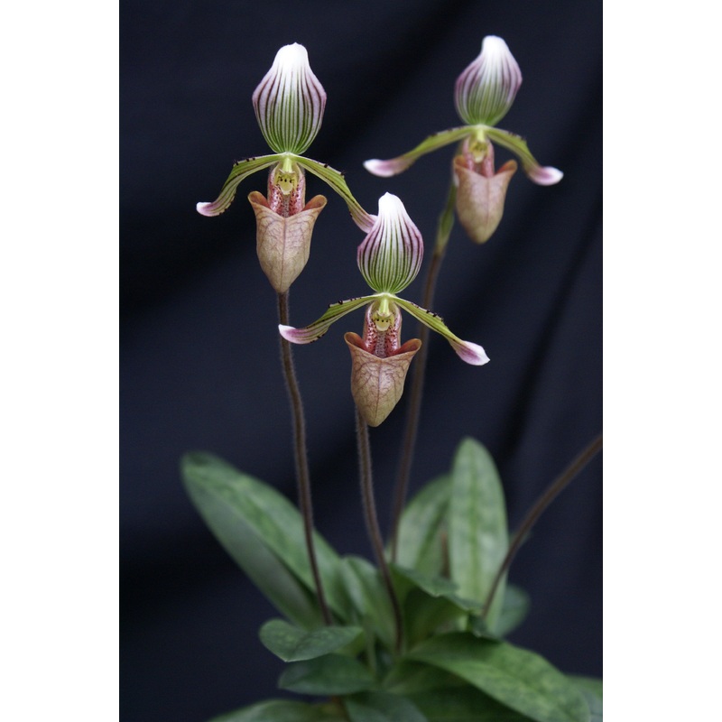 Paphiopedilum fowliei|9 cm|Nee|Ja