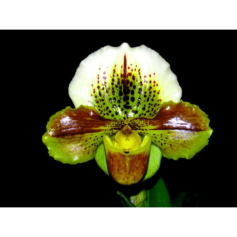 Paphiopedilum In-Charm Circle x Paph. Enzan Rose Crown