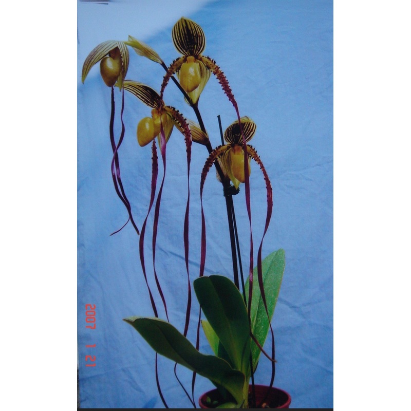 Paphiopedilum Kemp Tower (Prince Edward Of York x Philippinense) Big