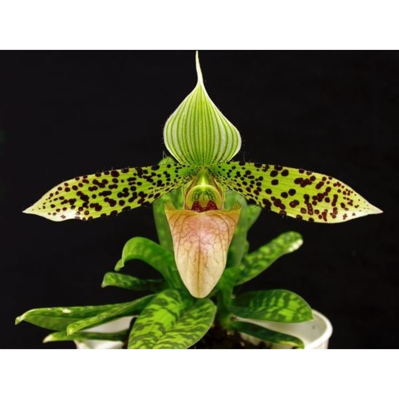 Paphiopedilum sukhakulii|9 cm|Nee|Ja