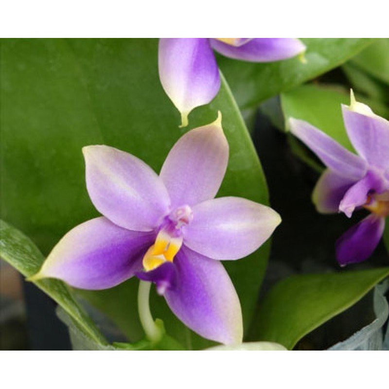 Phalaenopsis bellina Blue|10 cm|Nee|Ja