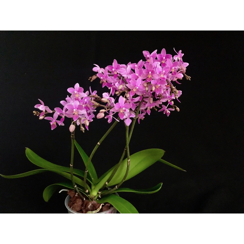 Phalaenopsis equestris Pink Graz