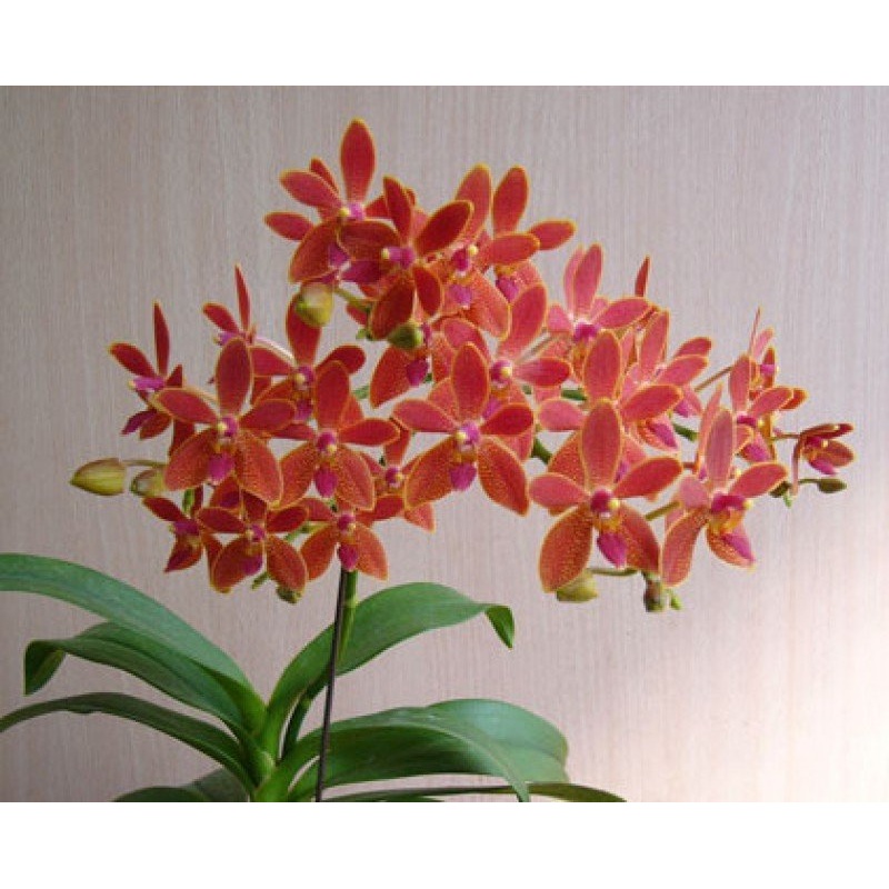 Phalaenopsis equestris x Renanthera storiei