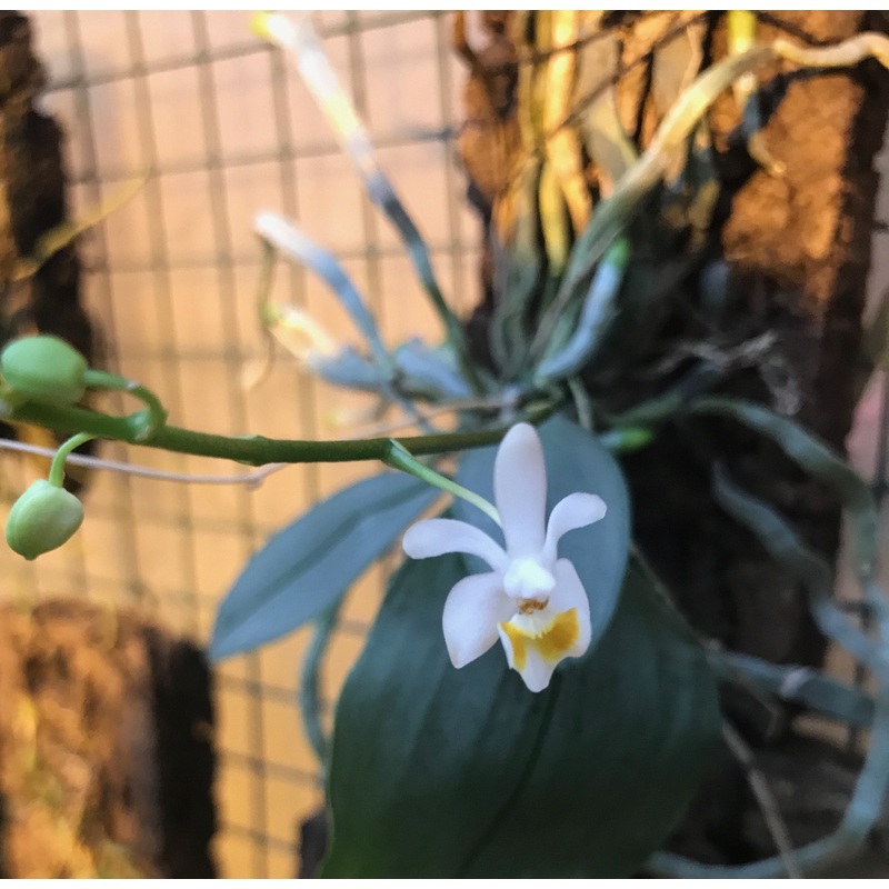 Phalaenopsis malipoensis|Nee|Ja