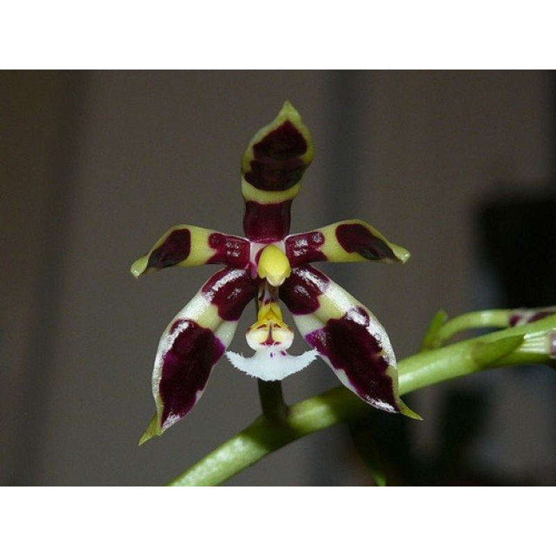 Phalaenopsis mannii Black|8 cm|Nee|Ja