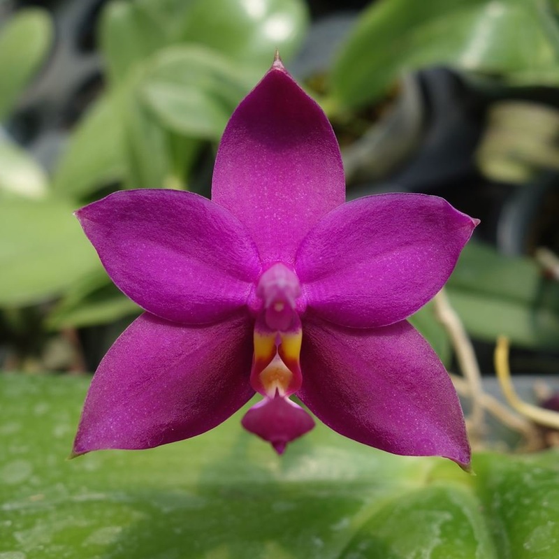Phalaenopsis violacea Red|10 cm|Nee|Ja