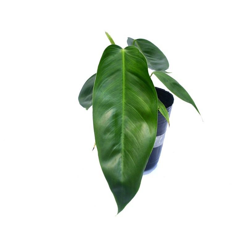 Philodendron esmeraldense x Philodendron patriciae