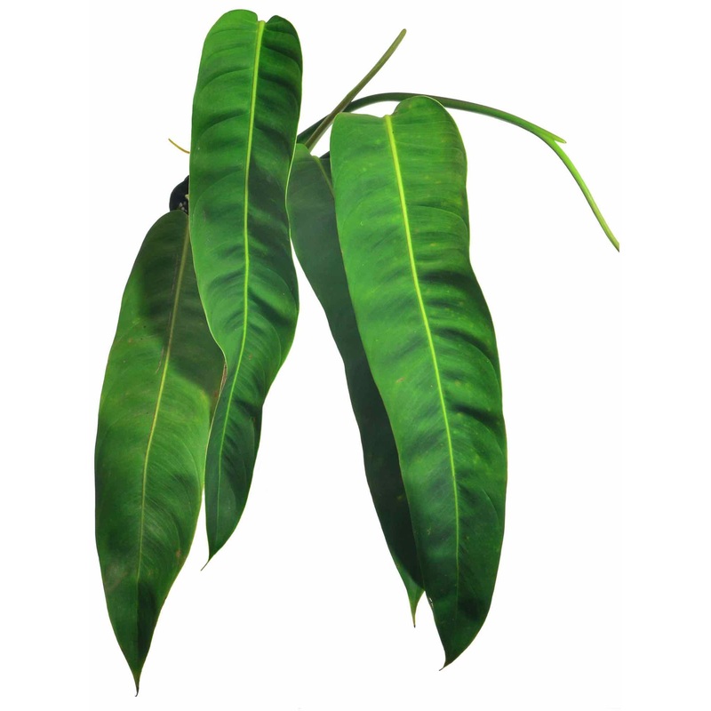 Philodendron patriciae (medium)