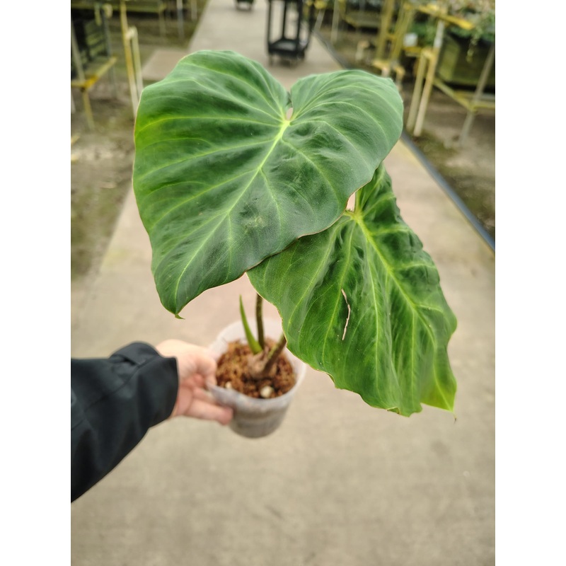 Philodendron verrucosum Amaluza