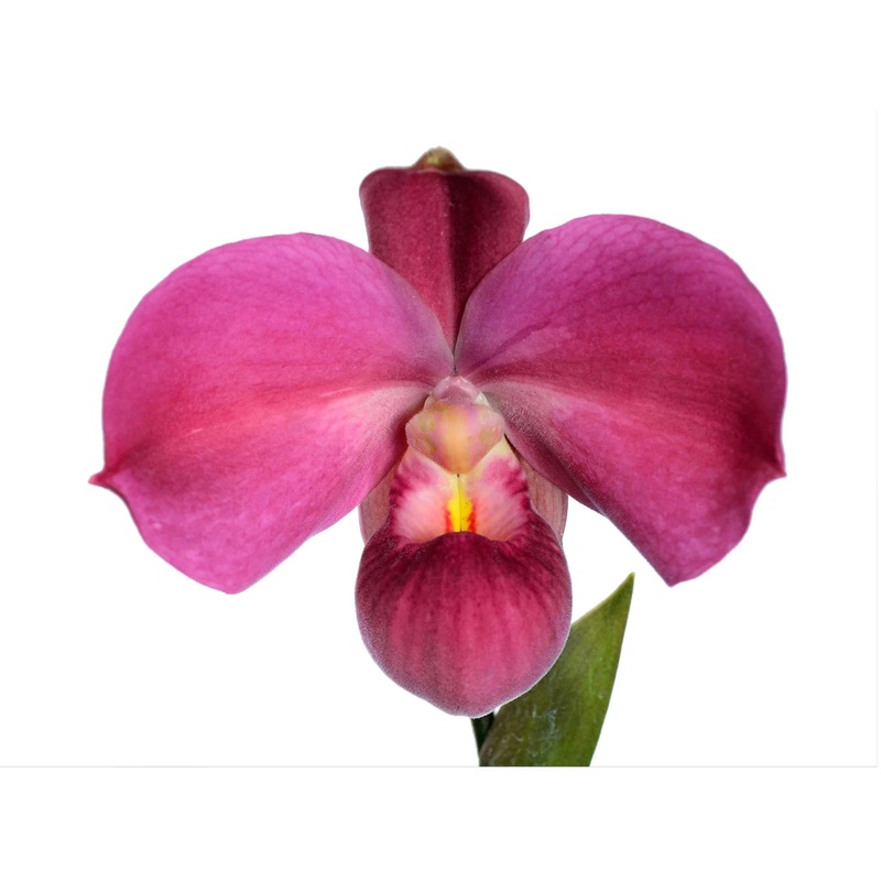 Phragmipedium Apollo