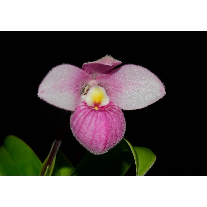 Phragmipedium Bonsall
