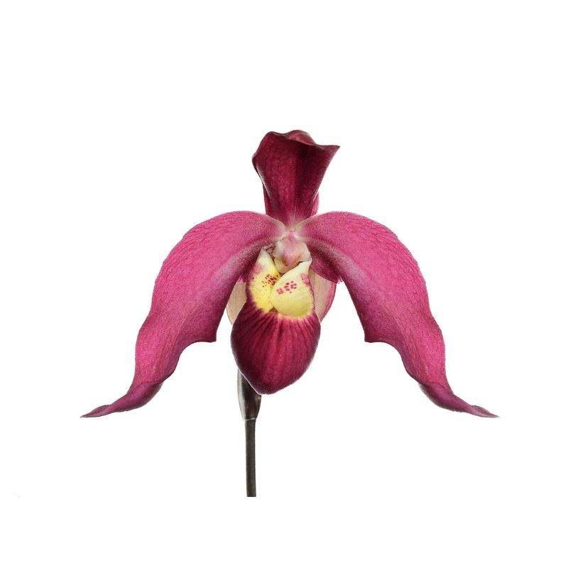 Phragmipedium Carlos Fighetti