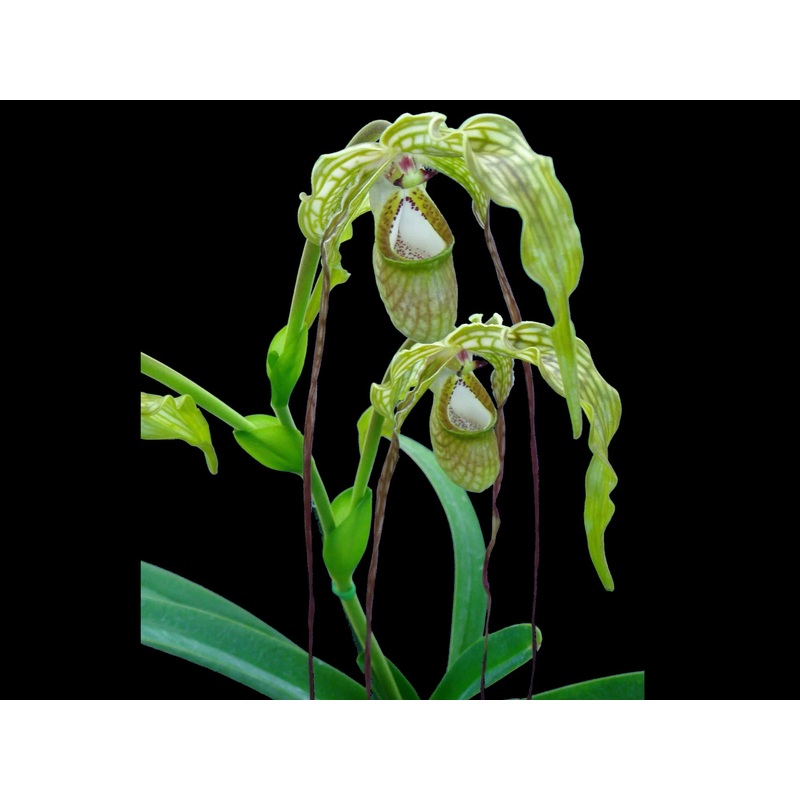 Phragmipedium caudatum ‘Giganteum’