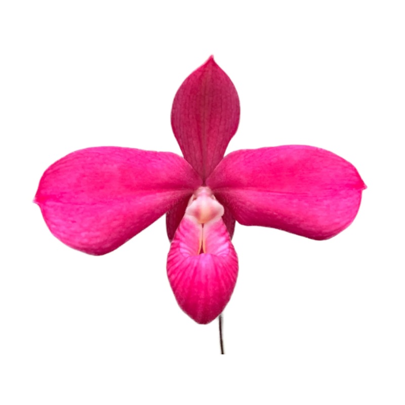 Phragmipedium Haley Decker
