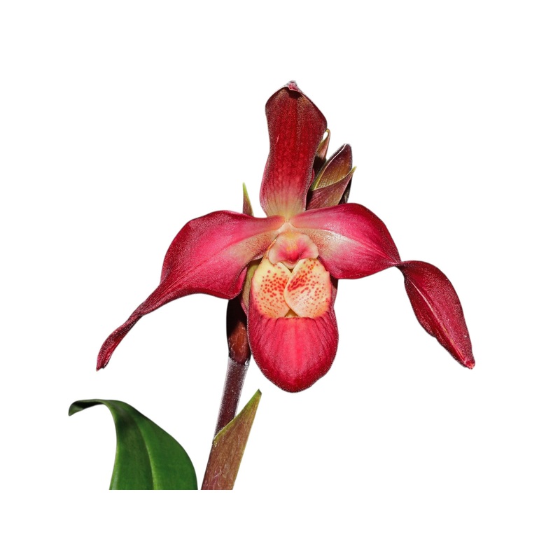 Phragmipedium Ingapirca