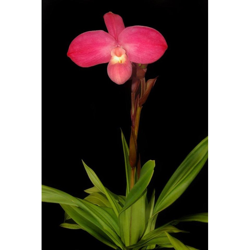 Phragmipedium kovachii x Phragmipedium dalessandroi