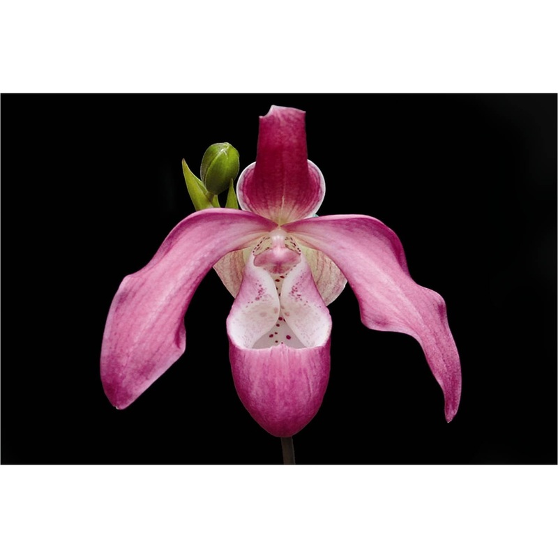 Phragmipedium kovachii x Phragmipedium longifolium