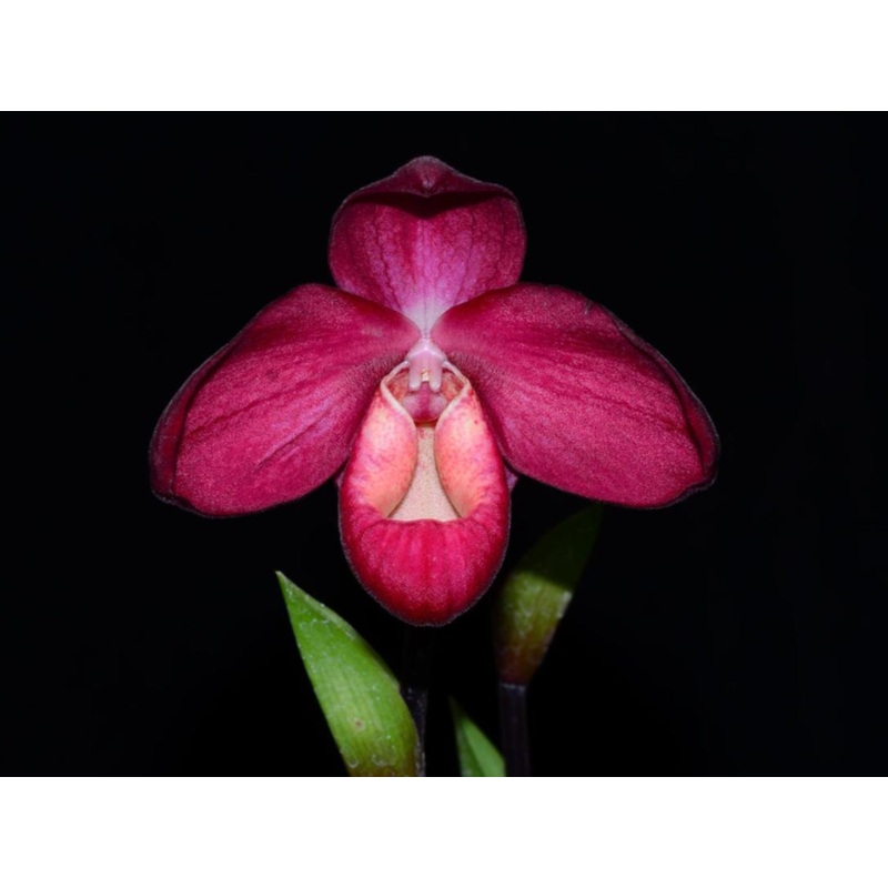 Phragmipedium La Vingtaine
