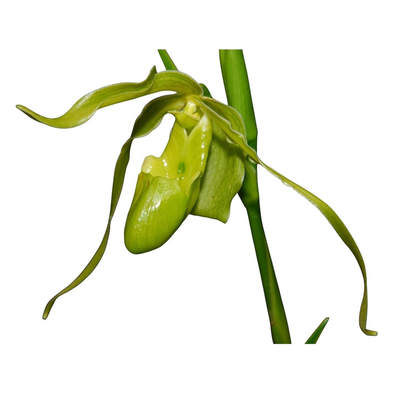 Phragmipedium longifolium f. alba