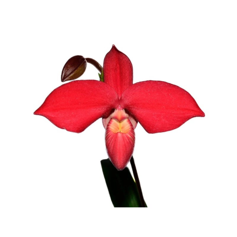 Phragmipedium Robert-Jan Quene