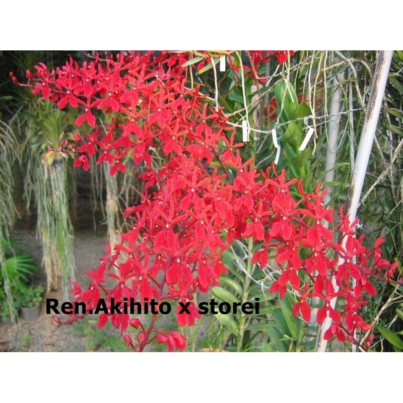 Ren. Akihito x Storei|12 cm|Nee|Ja