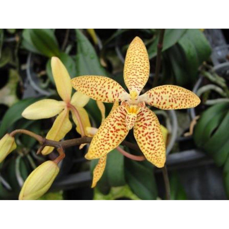 Renanthopsis Mildred Jameson|8 cm|Nee|Ja