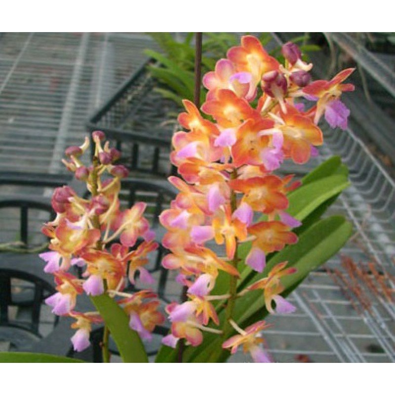 Rhrds. Bangkok Sunset Fragrance