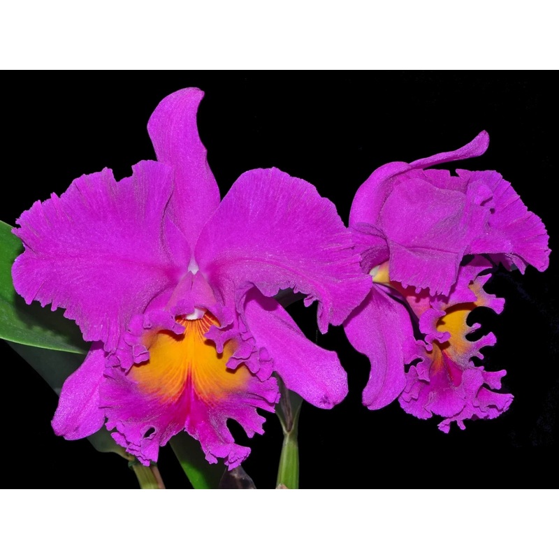 Rhyncholaeliocattleya Amy Wakasugi