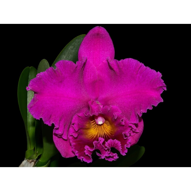 Rhyncholaeliocattleya Cornerstone