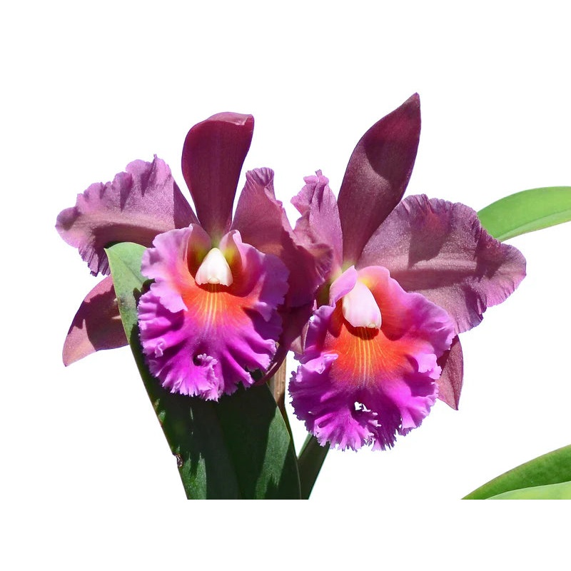 Rhyncholaeliocattleya Dalia Andrade