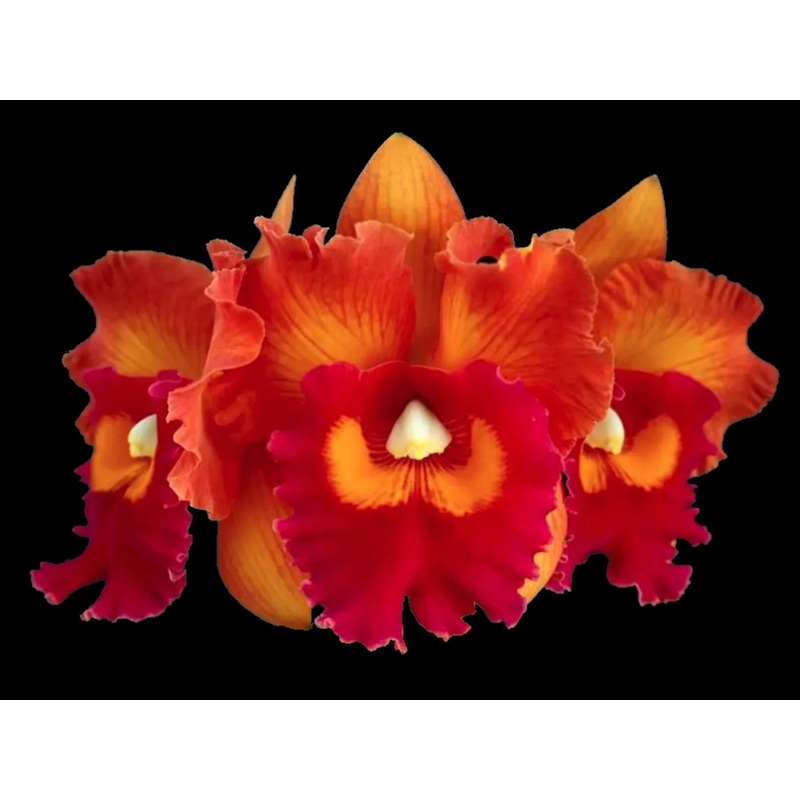 Rhyncholaeliocattleya Nakornchaisri Delight
