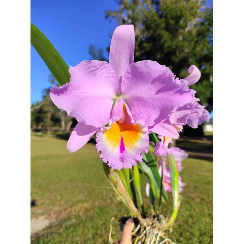 Rhyncholaeliocattleya Paraiso Andino