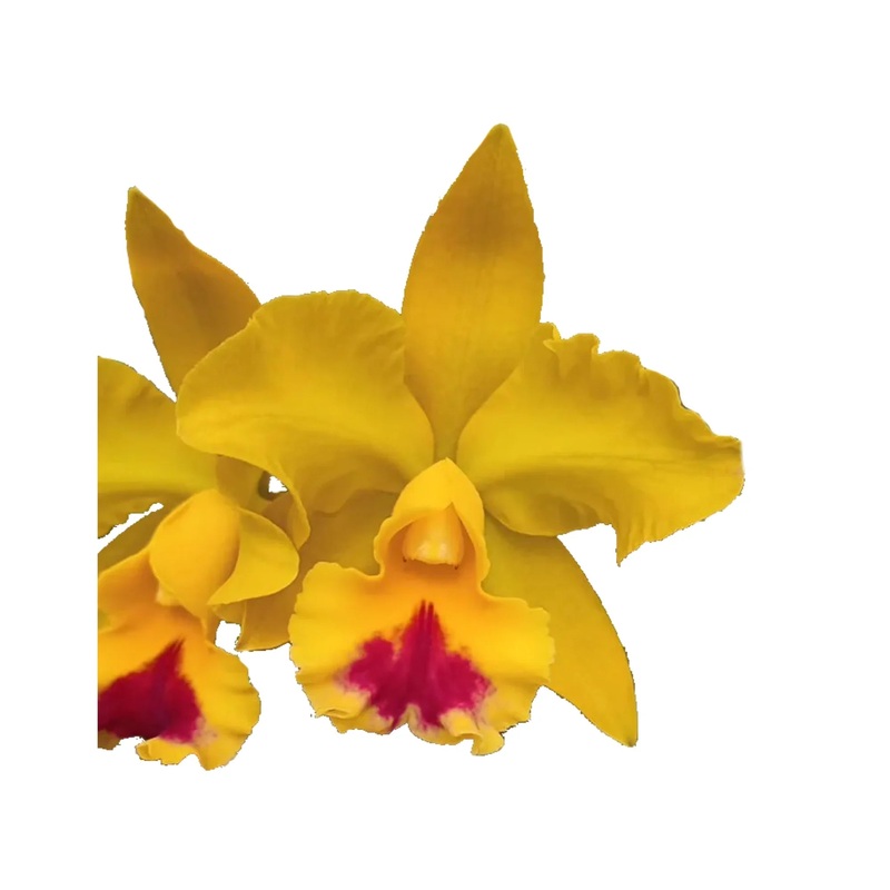 Rhyncholaeliocattleya Sheila Riggs