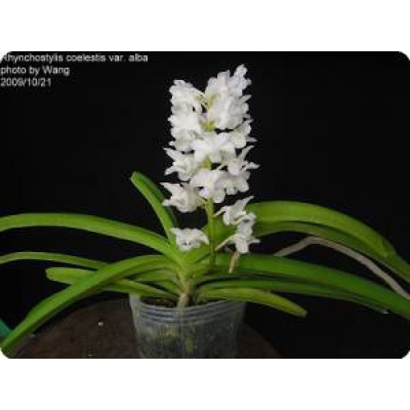 Rhynchostylis coelestis Alba|Nee|Ja